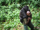Patrick Karabaranga, a warden at the Virunga National Park, plays with an orphaned mountain gorilla at the park headquarters in Rumangabo, eastern Democratic Republic of Congo, on July 17. The Virunga park is home to about 200 mountain gorillas, approximately a quarter of the world's population. Patrick Karabaranga, a warden at the Virunga National Park, plays with an orphaned mountain gorilla at the park headquarters in Rumangabo, eastern Democratic Republic of Congo, on July 17. The Virunga park is home to about 200 mountain gorillas, approximately a quarter of the world's population.
